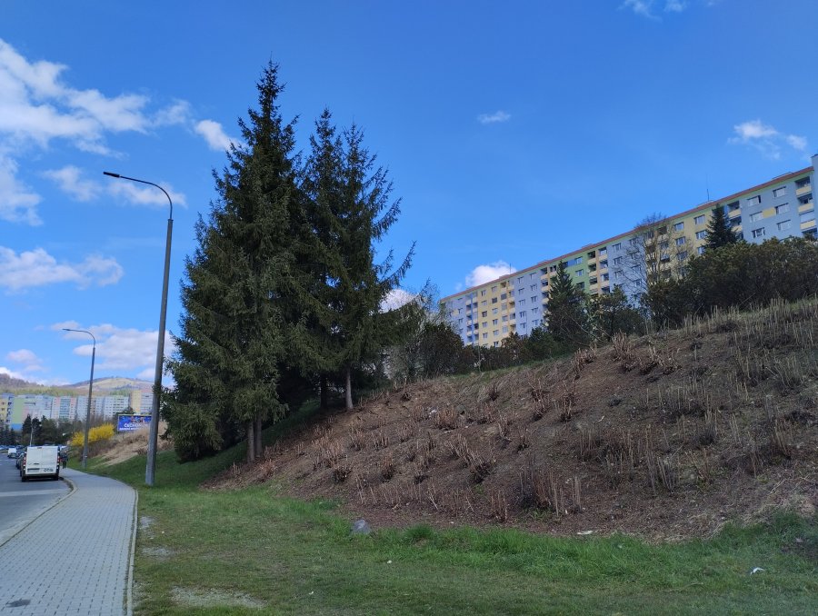 Revitalizácia lokality: Kosodrevina, v Sásovej