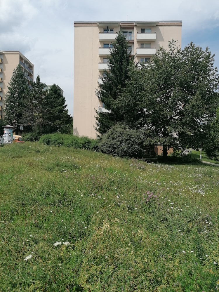 Harmonogram kosenia v 32. týždni 2019